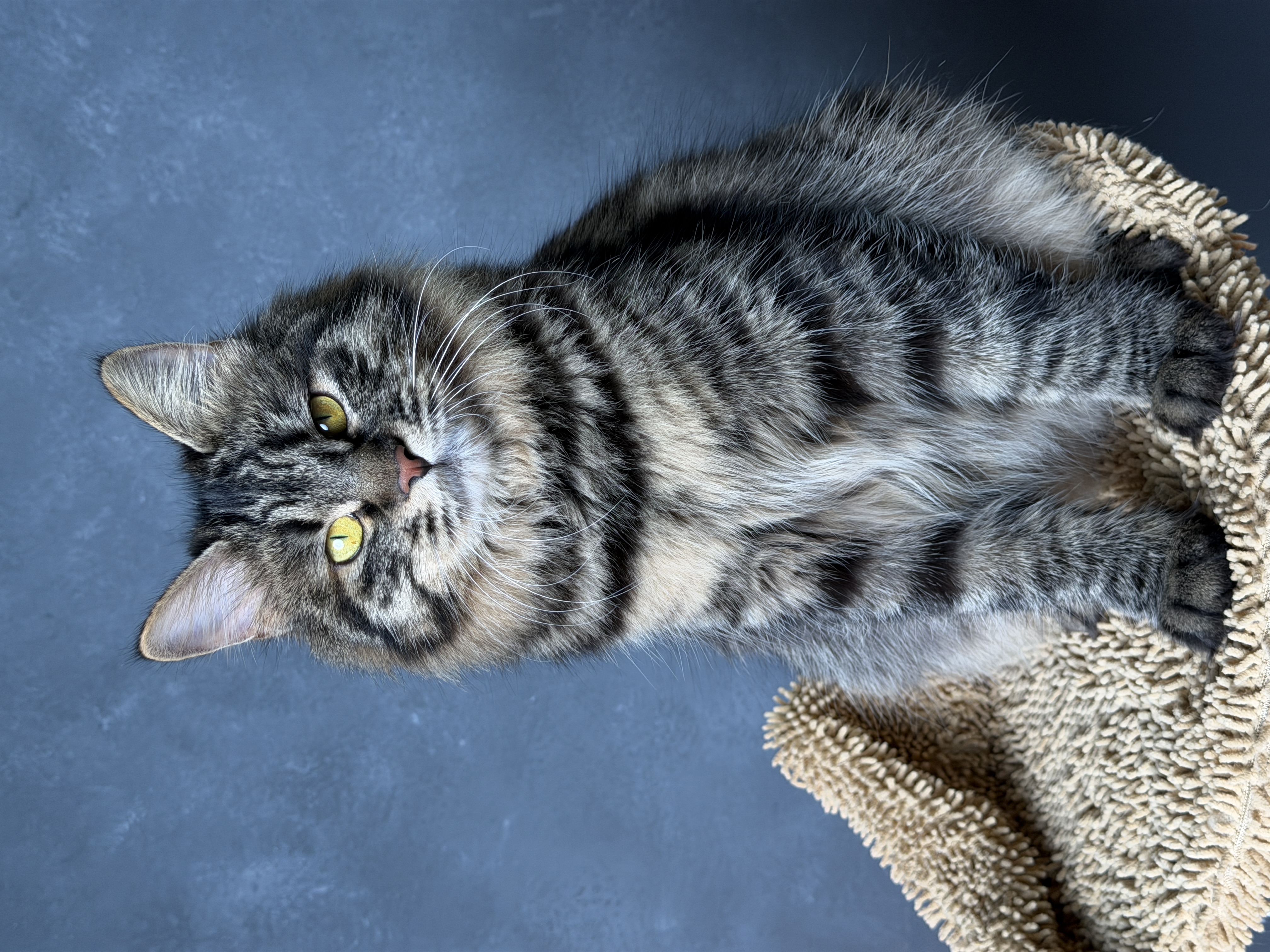 Duna Bobtop, Kurilian Bobtail — 2