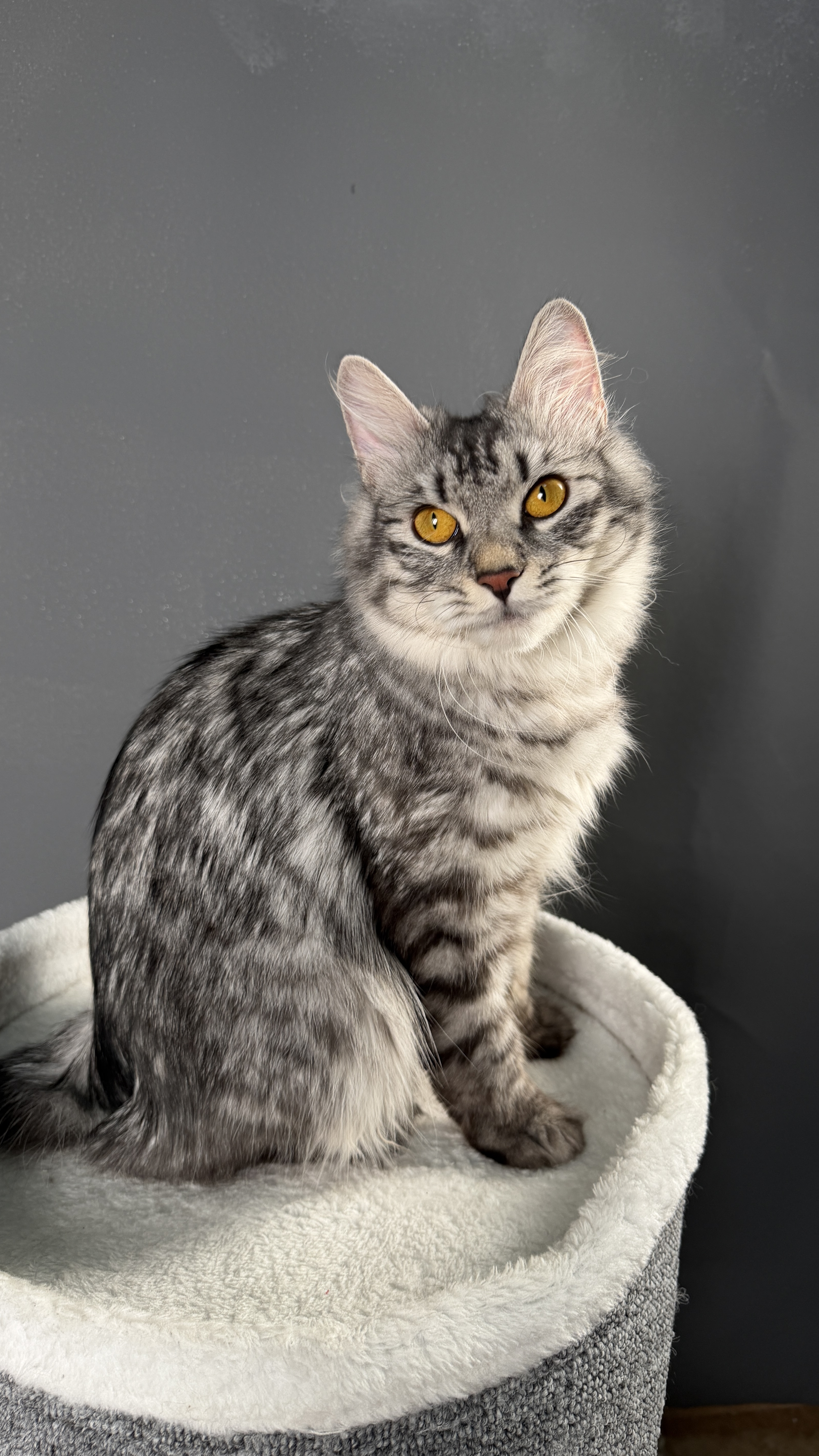 Elis Bobtop, Kurilian Bobtail — 3