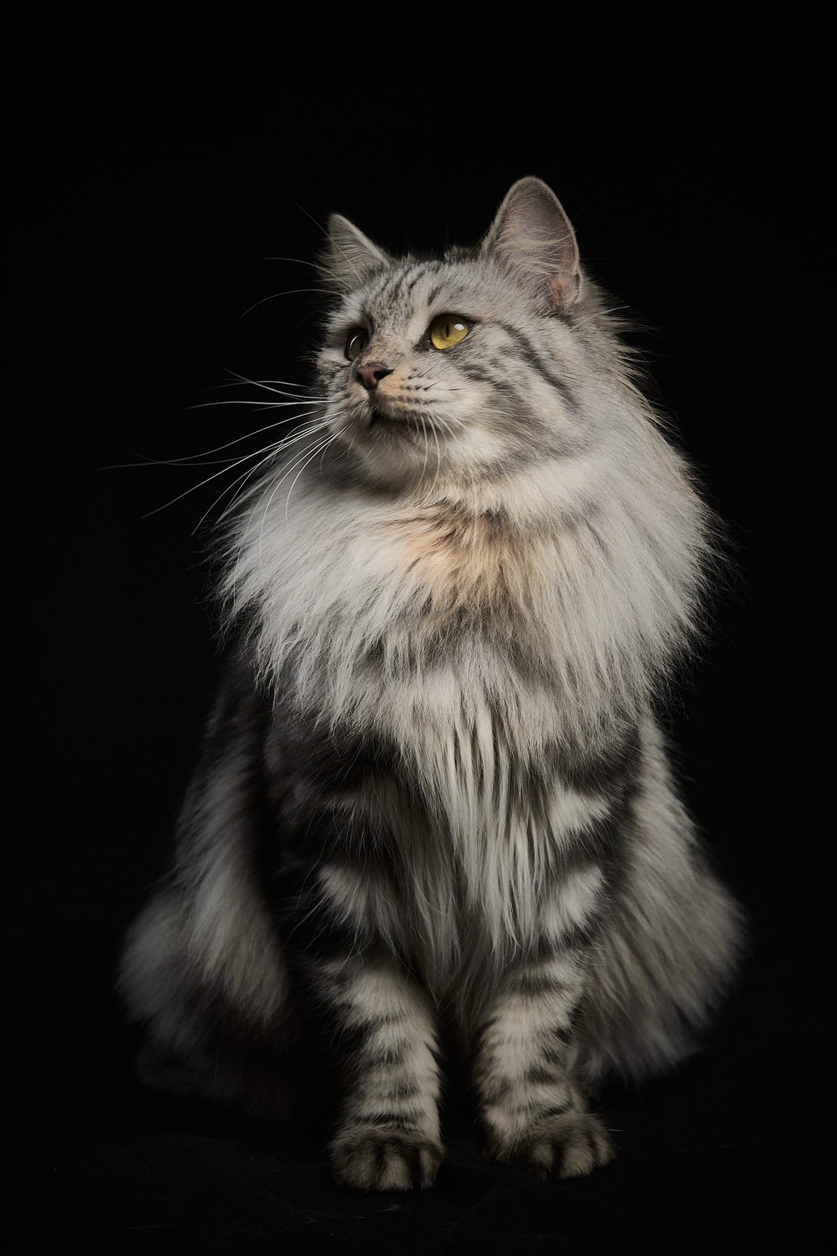 BOB-Mignon Fistashka, Kurilian Bobtail