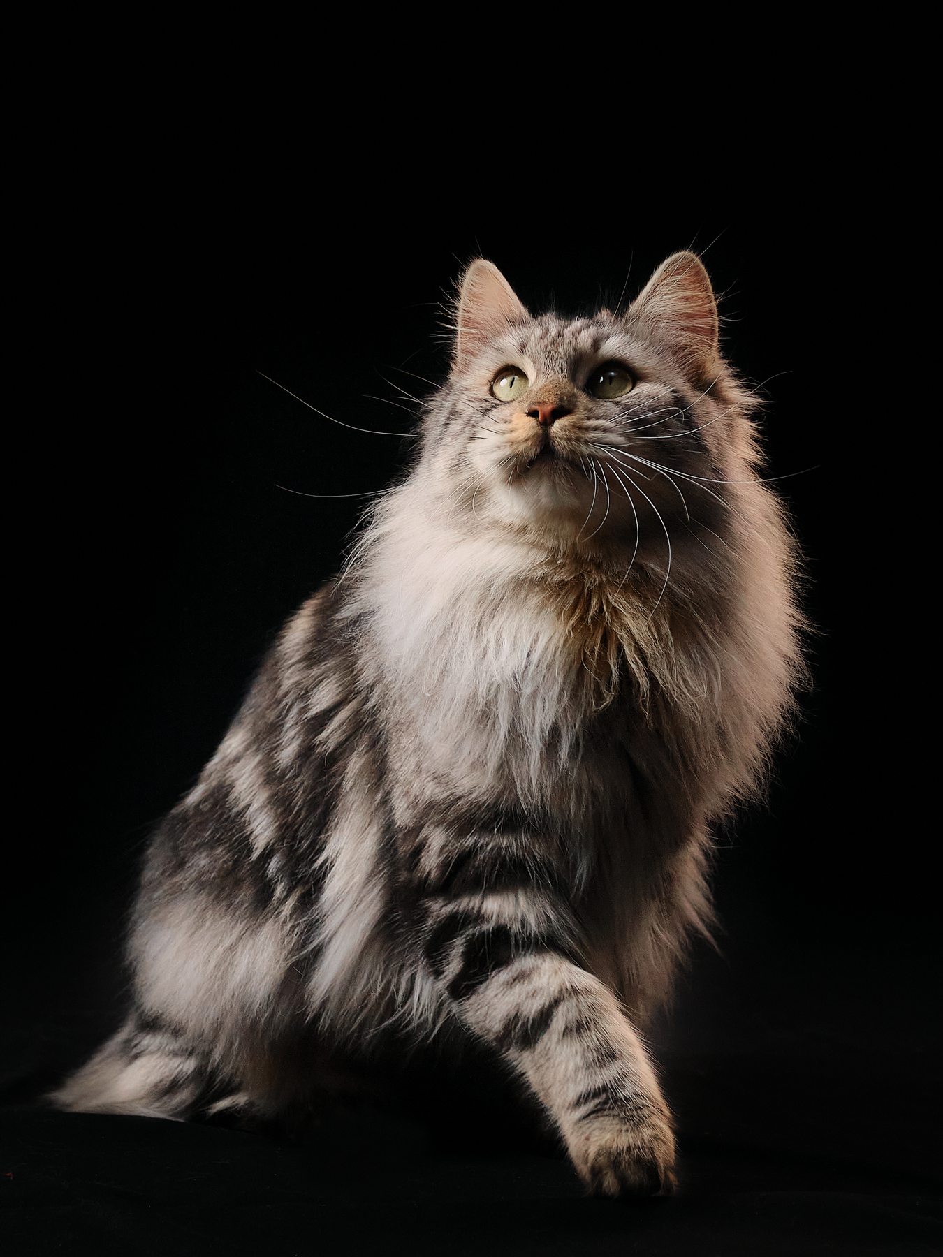 BOB-Mignon Fistashka, Kurilian Bobtail — 2