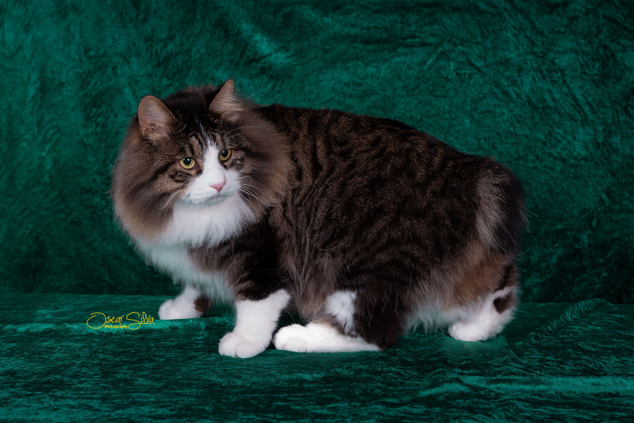 Moises Zolotaya Seredina, Kurilian Bobtail — 2