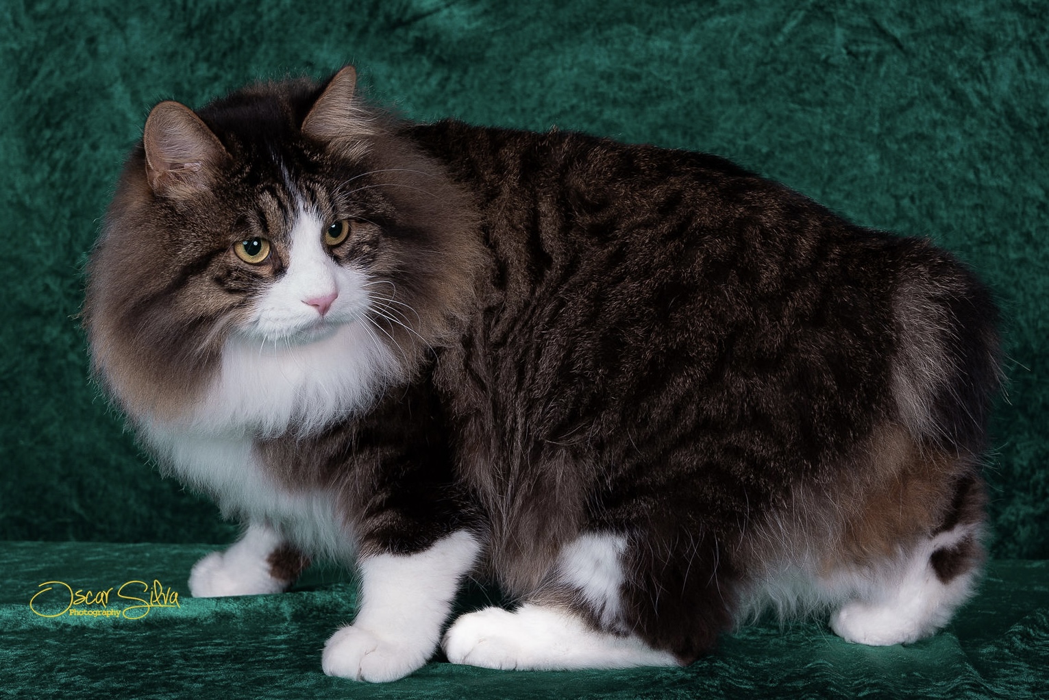 Moises Zolotaya Seredina, Kurilian Bobtail