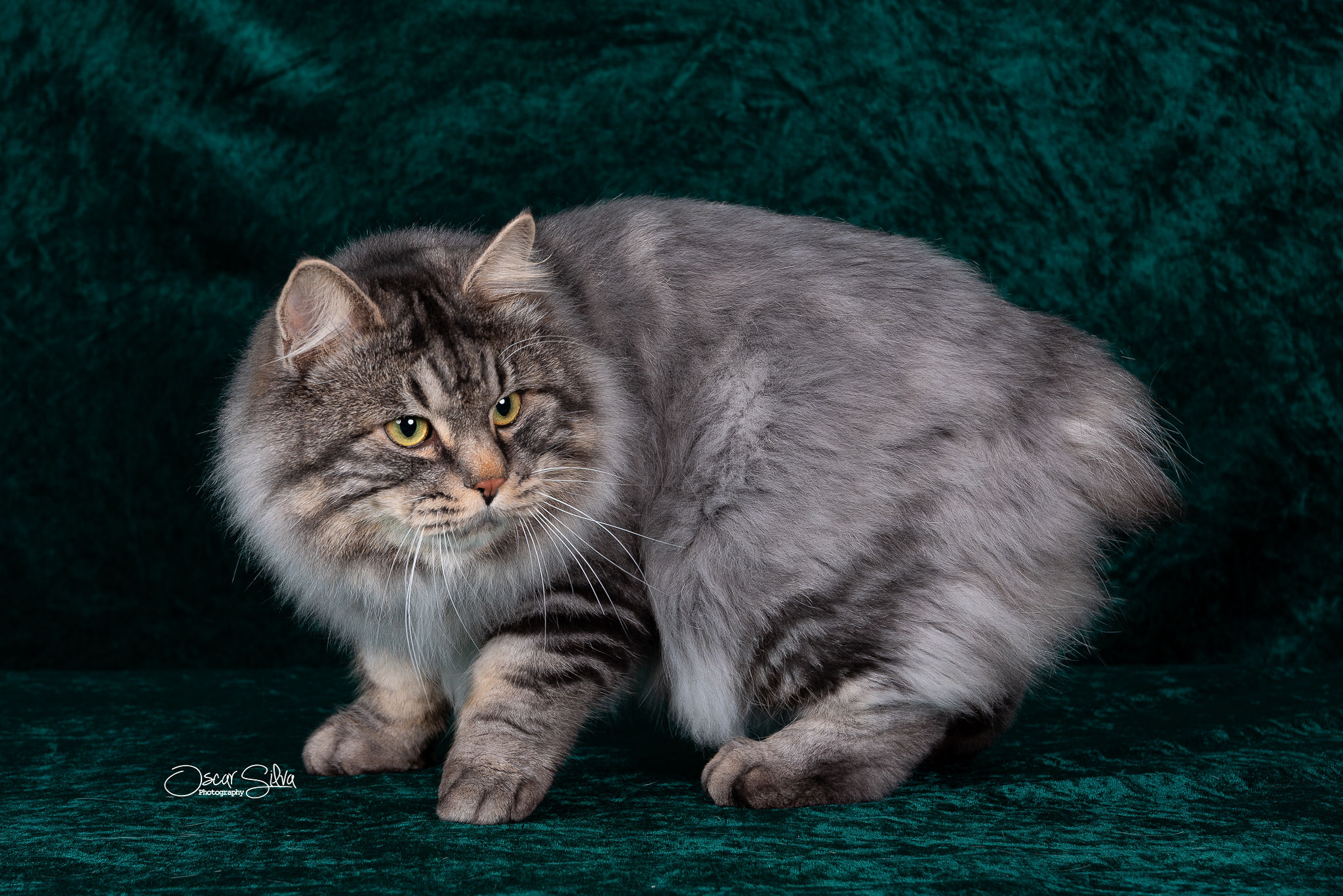 Morrison Serebro Rossypju, Kurilian Bobtail