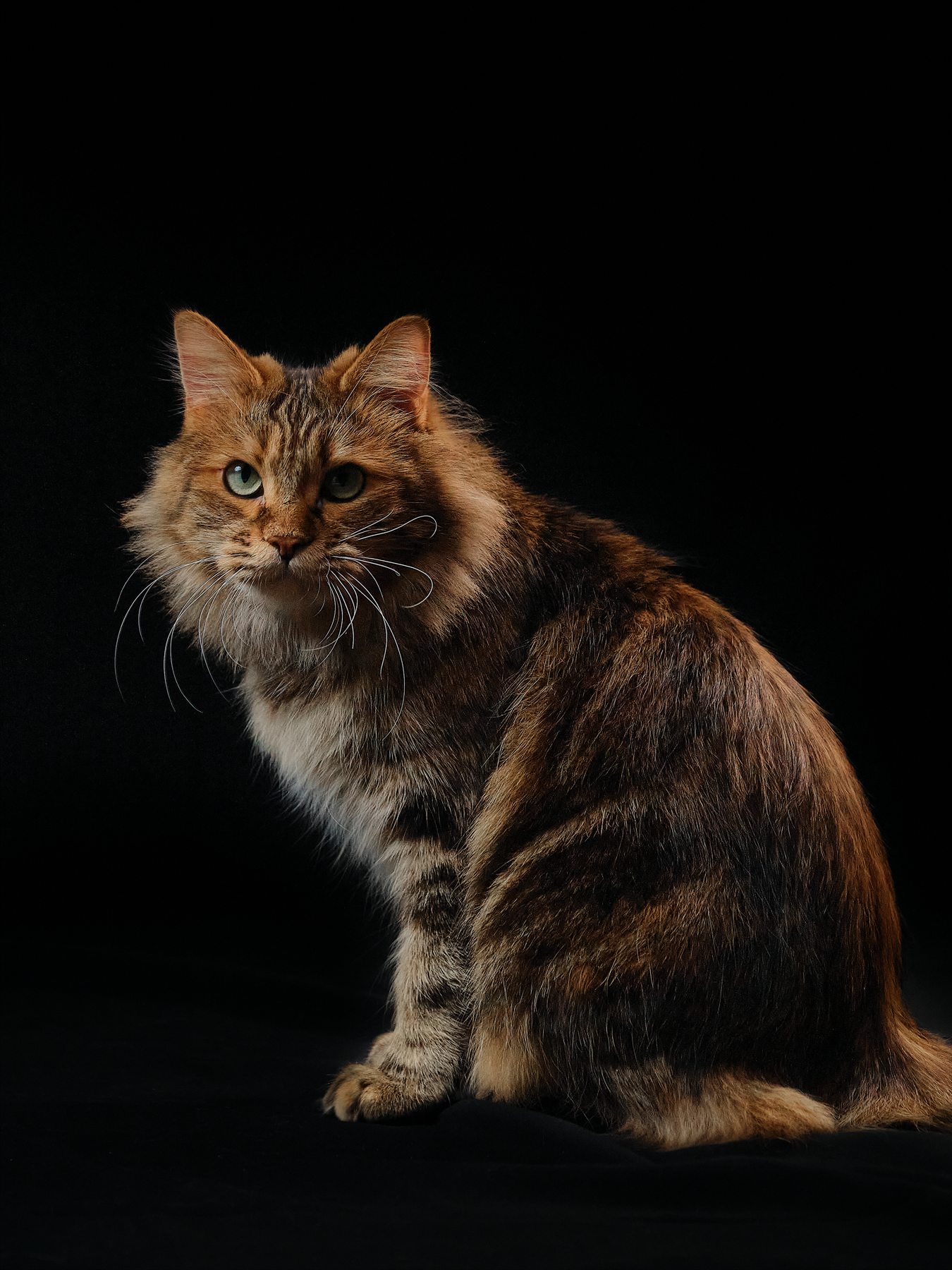 Princess Zolotaya Seredina, Kurilian Bobtail