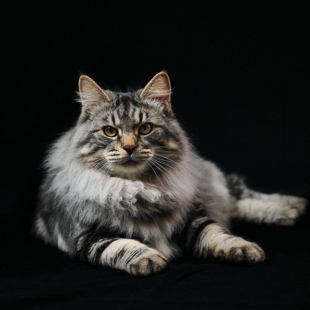 Retrato de un Kurilian Bobtail de BobTop Barcelona