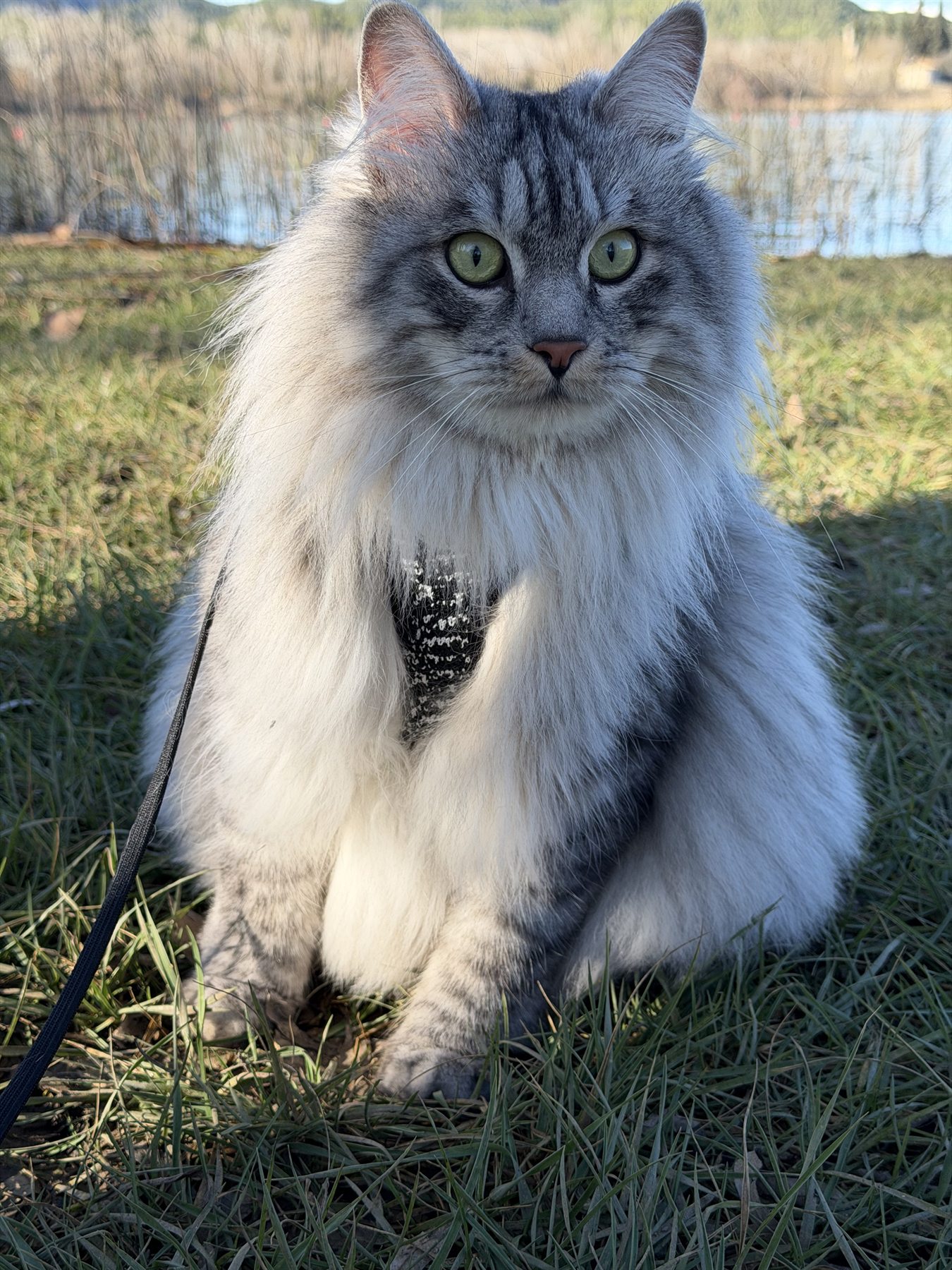 Bobby BobTop, el primer Kurilian Bobtail de nuestra familia