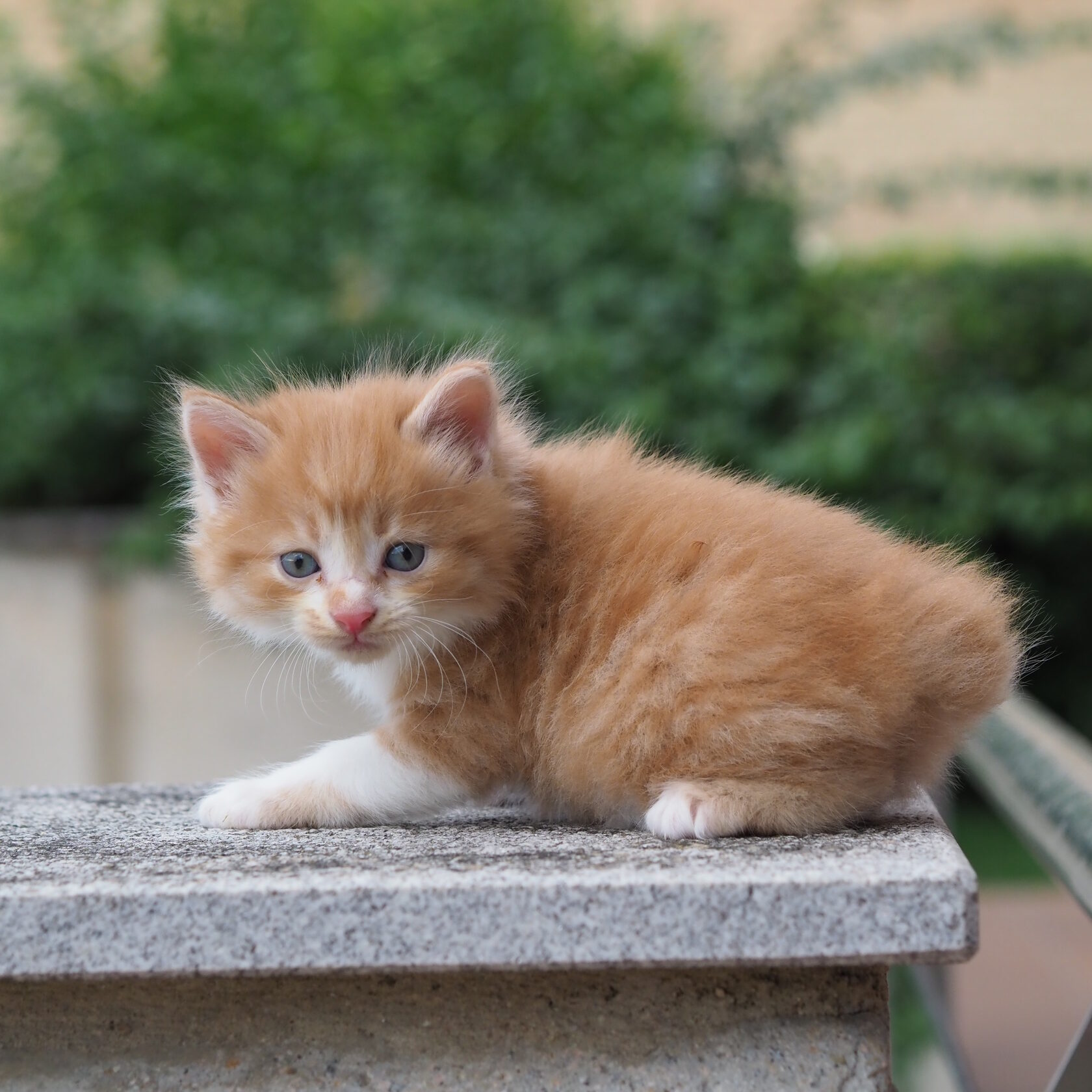 Clint, Kurilian Bobtail BobTop