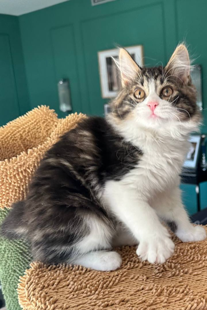 Daisy Bobtop, Kurilian Bobtail BobTop