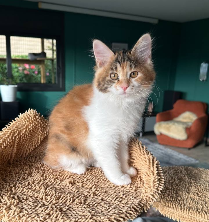 Diva Bobtop, Kurilian Bobtail BobTop