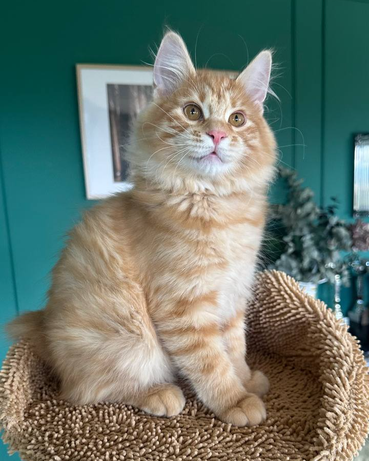 Don Bobtop, Kurilian Bobtail BobTop