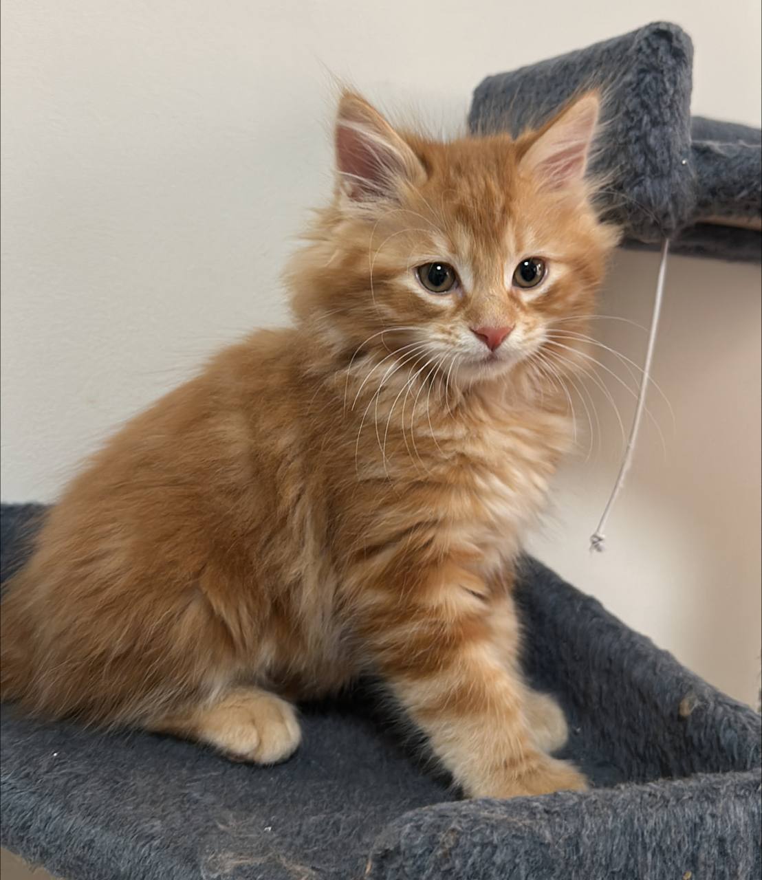 Drac Bobtop, Kurilian Bobtail BobTop