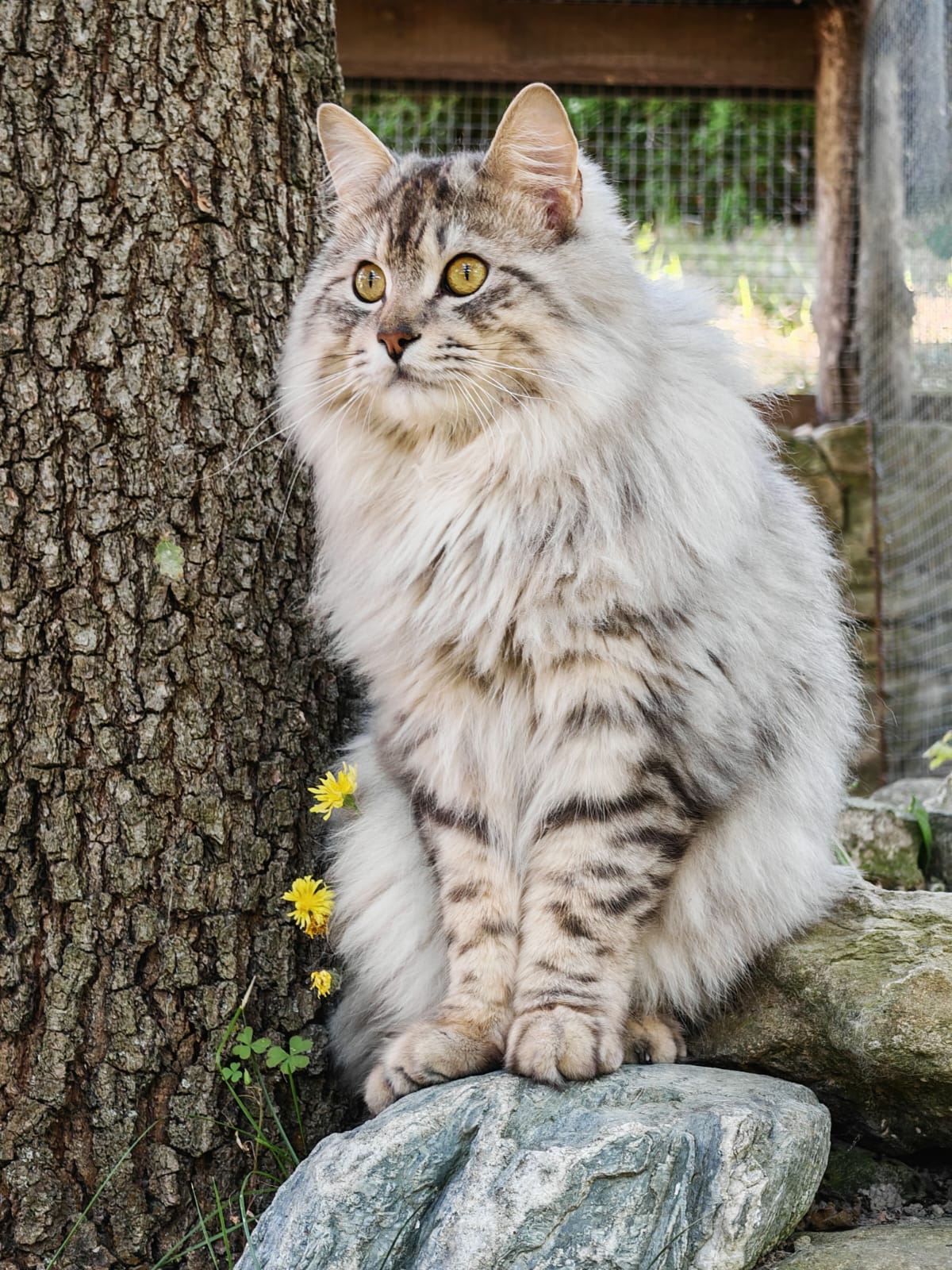 Felix Sunny Happiness, CZ, Kurilian Bobtail