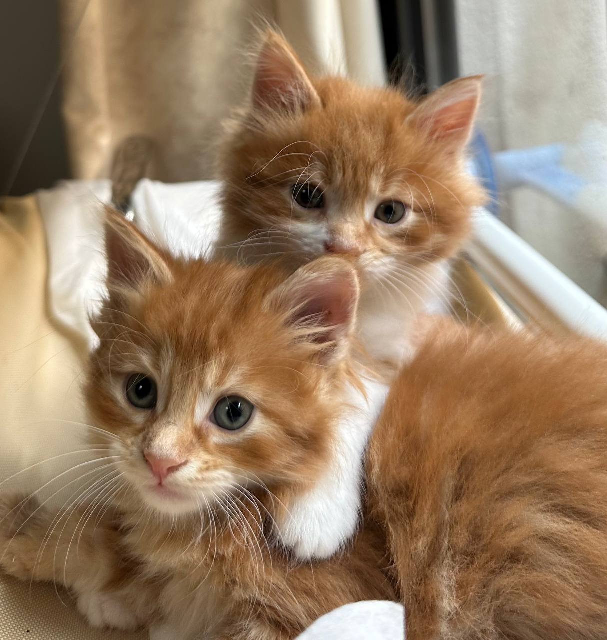Kurilian Bobtail socializado en un entorno familiar