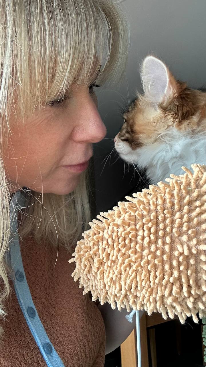 Kurilian Bobtail de BobTop en su vida cotidiana