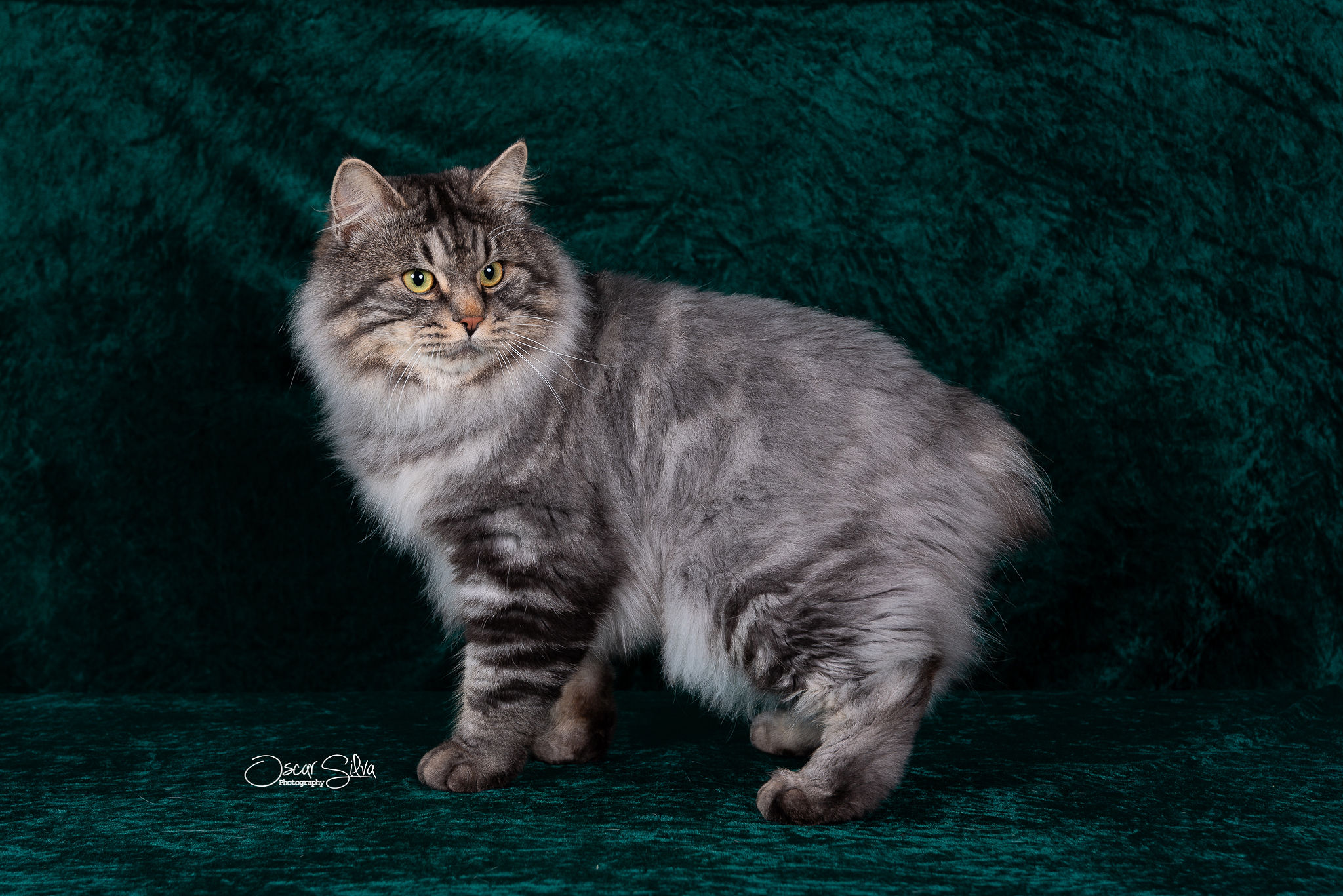 Kurilian Bobtail de cuerpo fuerte y cola corta