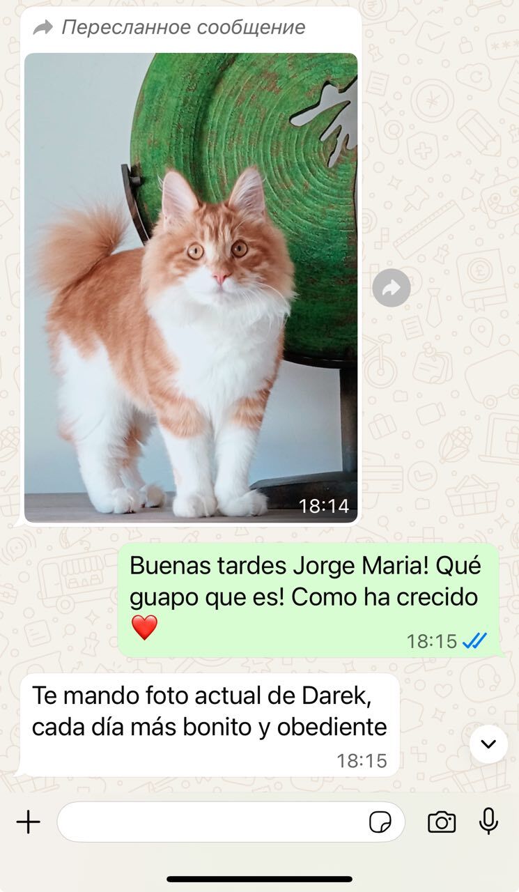 Reseña de una familia BobTop 1