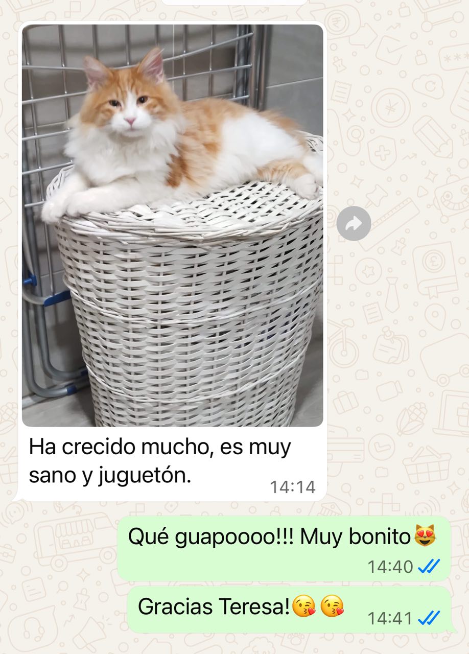 Reseña de una familia BobTop 3