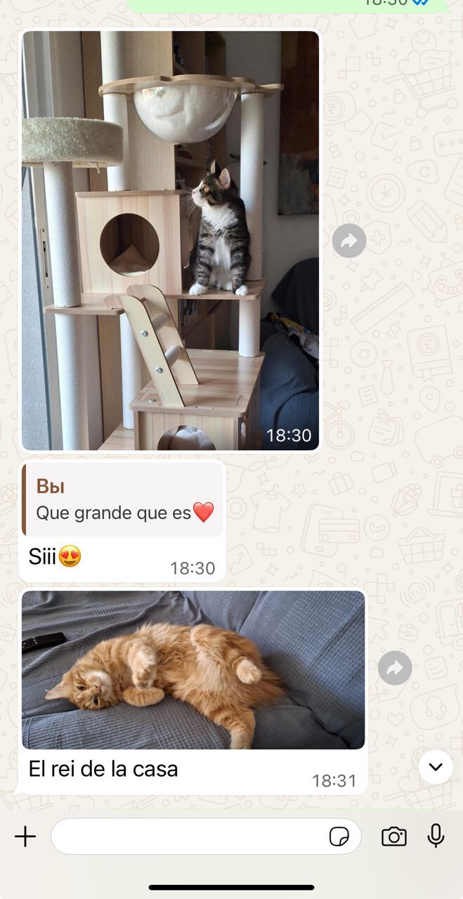 Reseña de una familia BobTop 4