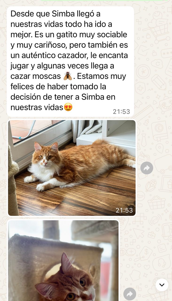 Reseña de una familia BobTop 5