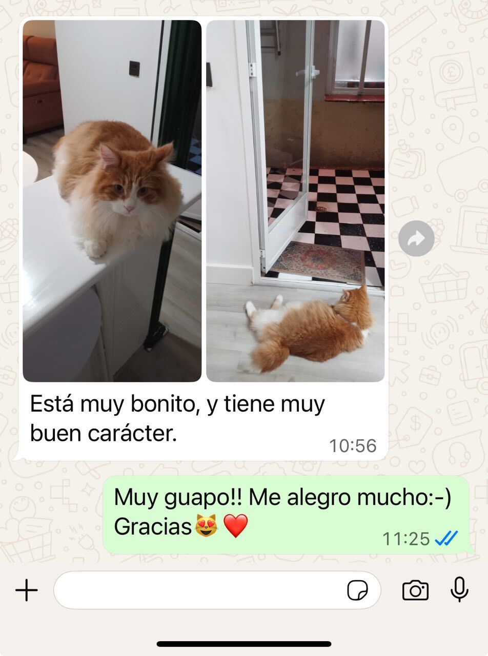 Reseña de una familia BobTop 6
