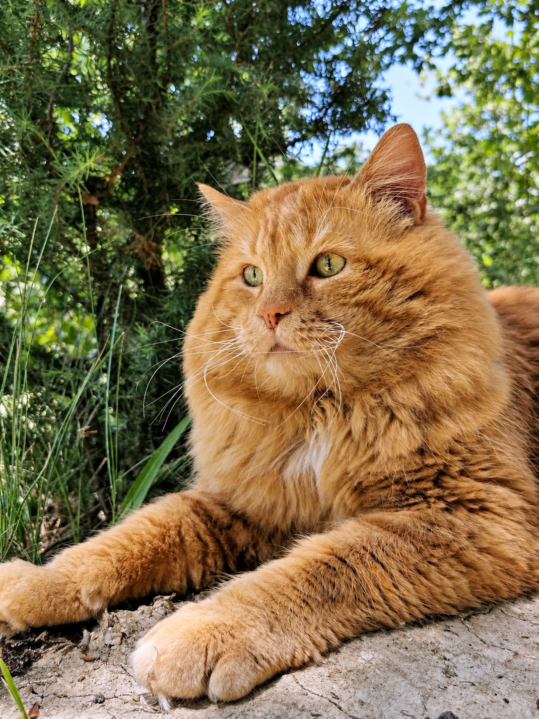 WCF Int.Ch. Sunny Zolotaya Seredina, Kurilian Bobtail